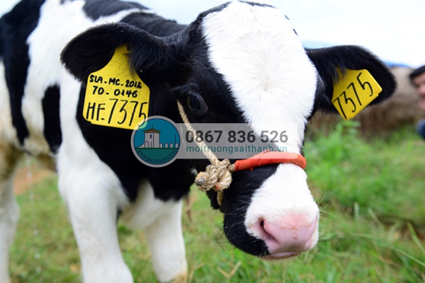 Vi khuẩn và enzym trong dạ cỏ của bò có thể phân hủy các chất dẻo thông thường.