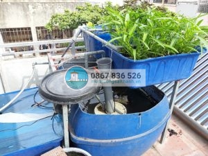 Hệ thống xử lý rác thải sinh hoạt và trồng rau của Trung tâm Sinh thái nông nghiệp, Học viện Nông nghiệp Việt Nam.